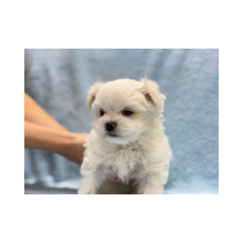 販売中の東京都のマルチーズ-424938の6枚目