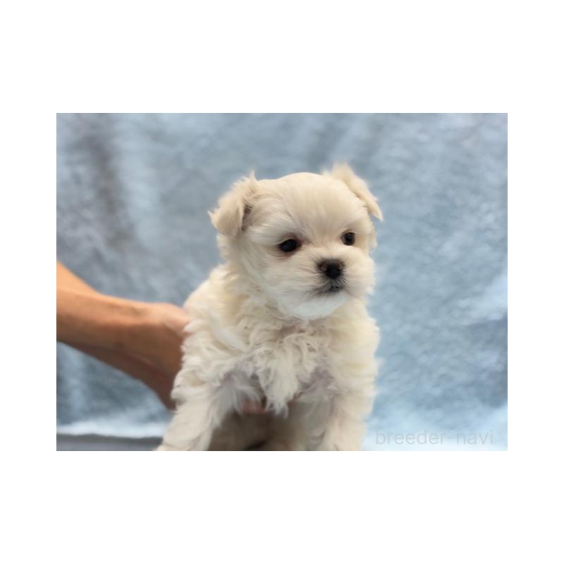 販売中の東京都のマルチーズ-424938の5枚目