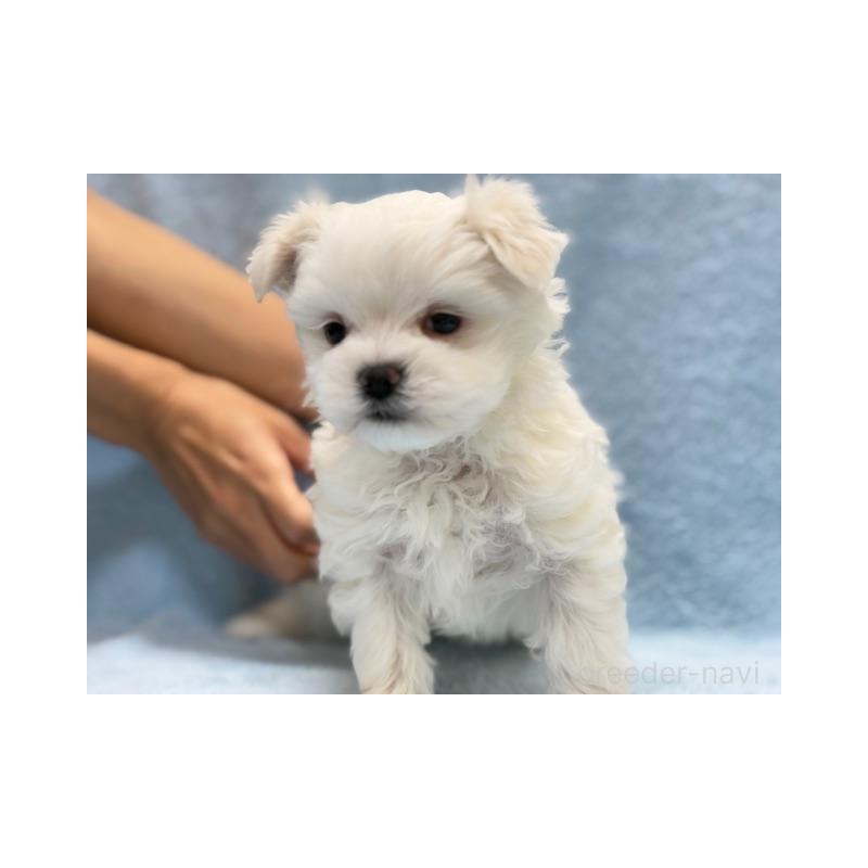 販売中の東京都のマルチーズ-424938の4枚目