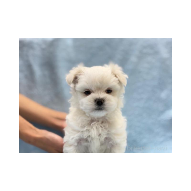 販売中の東京都のマルチーズ-424938の3枚目