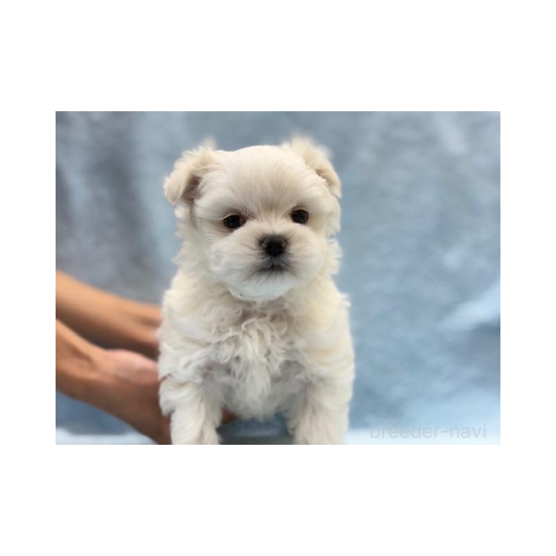 販売中の東京都のマルチーズ-424938の2枚目