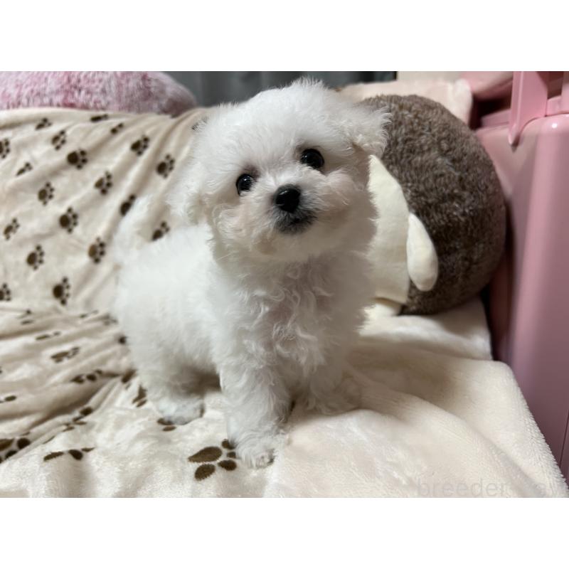 販売中の岐阜県のビションフリーゼ-422797の4枚目