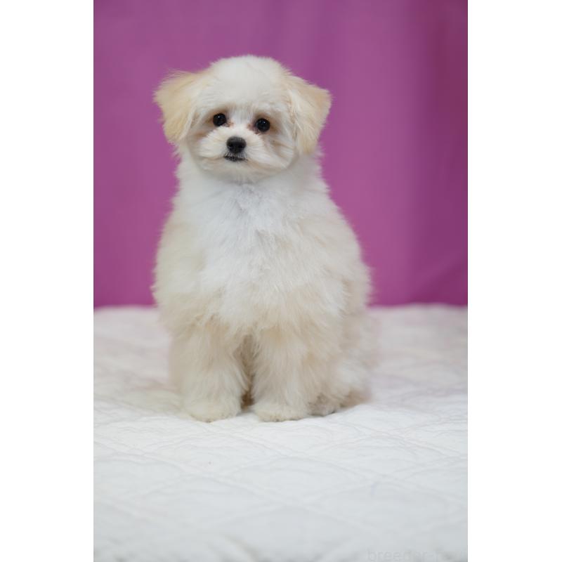 販売中の埼玉県のポメプー:ポメラニアン×トイプードル-407943の9枚目