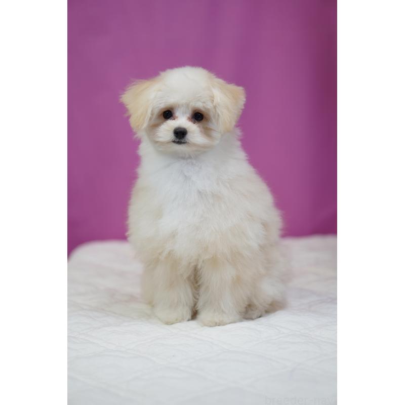 販売中の埼玉県のポメプー:ポメラニアン×トイプードル-407943の8枚目