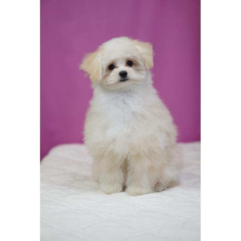 販売中の埼玉県のポメプー:ポメラニアン×トイプードル-407943の7枚目