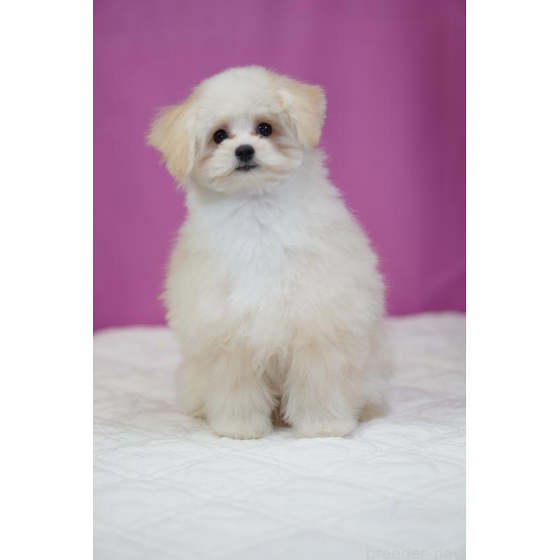 販売中の埼玉県のポメプー:ポメラニアン×トイプードル-407943の6枚目