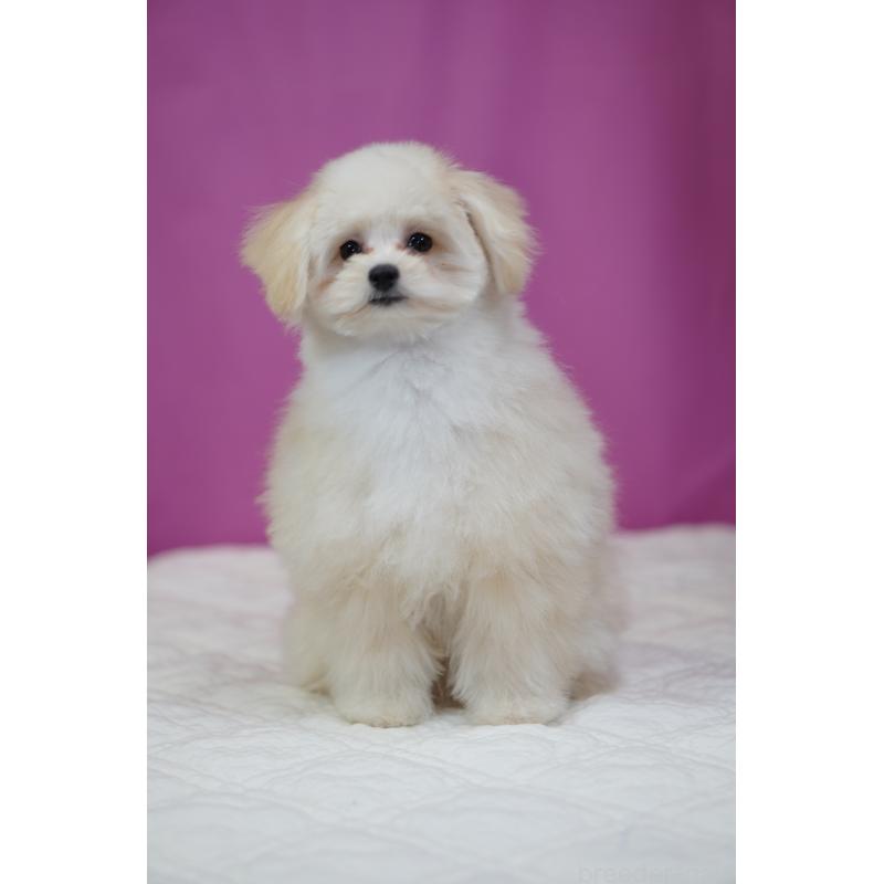 販売中の埼玉県のポメプー:ポメラニアン×トイプードル-407943の5枚目