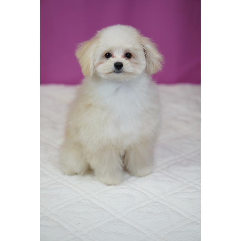 販売中の埼玉県のポメプー:ポメラニアン×トイプードル-407943の4枚目