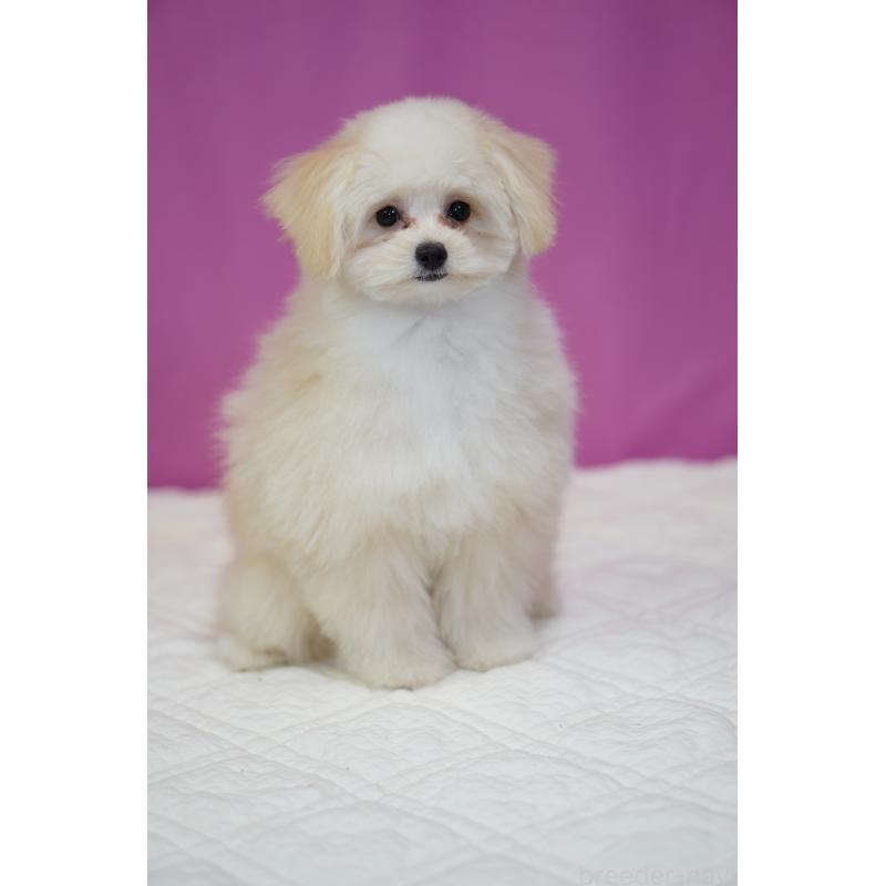 販売中の埼玉県のポメプー:ポメラニアン×トイプードル-407943の3枚目