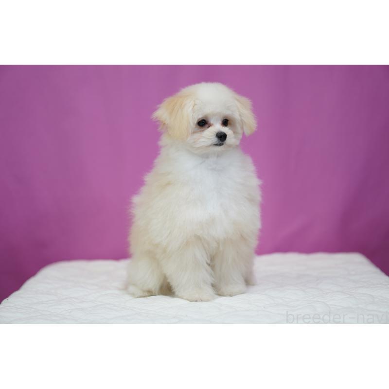 販売中の埼玉県のポメプー:ポメラニアン×トイプードル-407943の2枚目