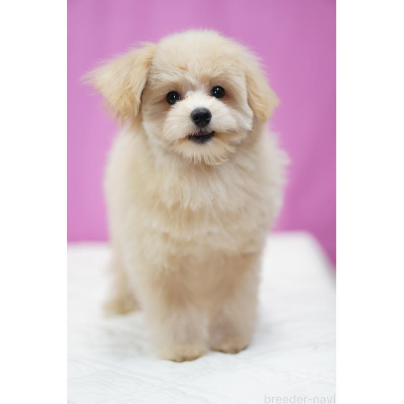 成約済の埼玉県のポメプー:ポメラニアン×トイプードル-410880の8枚目