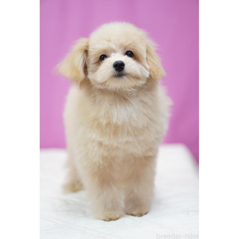 成約済の埼玉県のポメプー:ポメラニアン×トイプードル-410880の7枚目