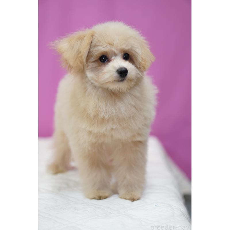 成約済の埼玉県のポメプー:ポメラニアン×トイプードル-410880の6枚目