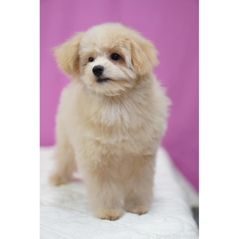 成約済の埼玉県のポメプー:ポメラニアン×トイプードル-410880の5枚目