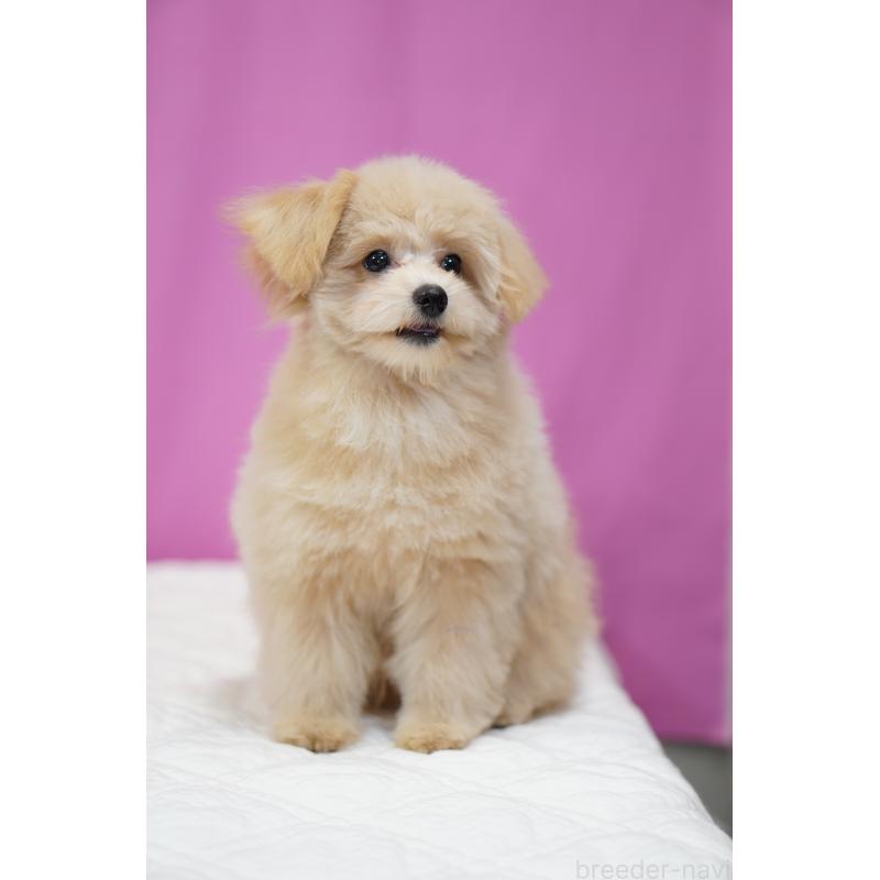 成約済の埼玉県のポメプー:ポメラニアン×トイプードル-410880の4枚目