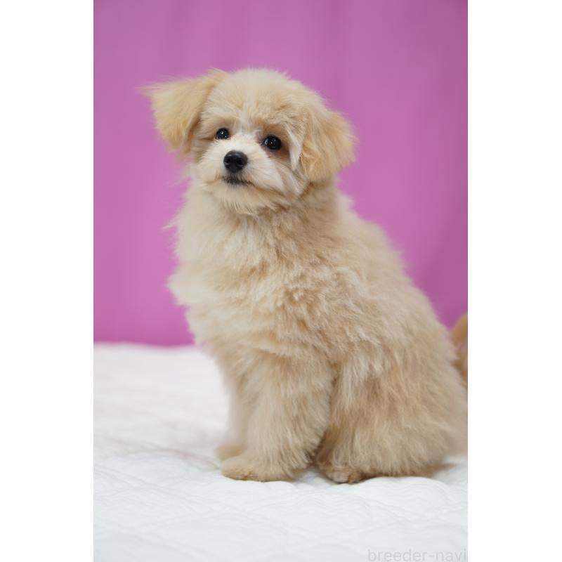 成約済の埼玉県のポメプー:ポメラニアン×トイプードル-410880の3枚目