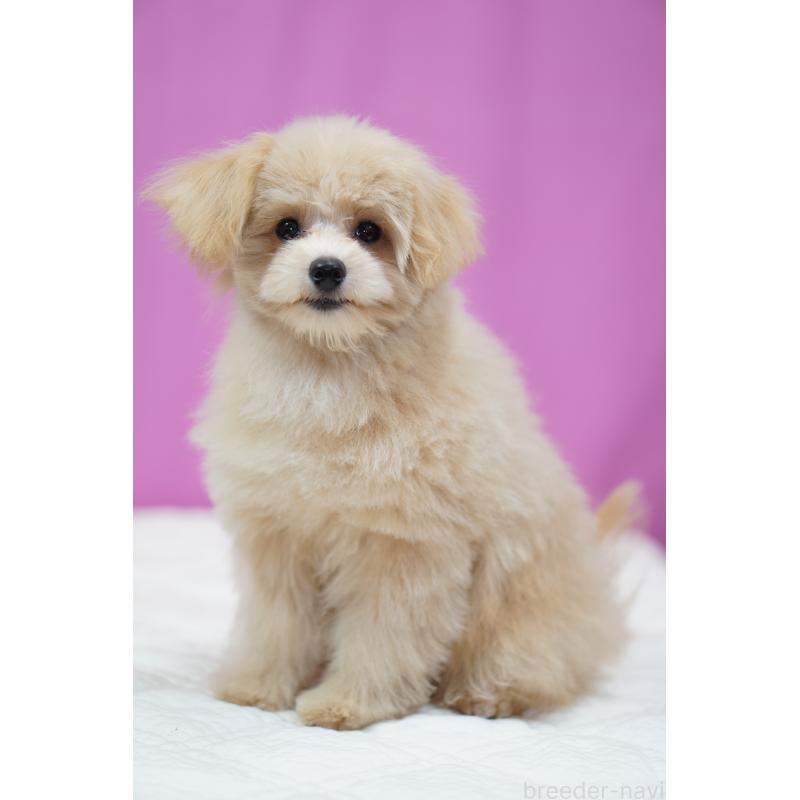 成約済の埼玉県のポメプー:ポメラニアン×トイプードル-410880の2枚目