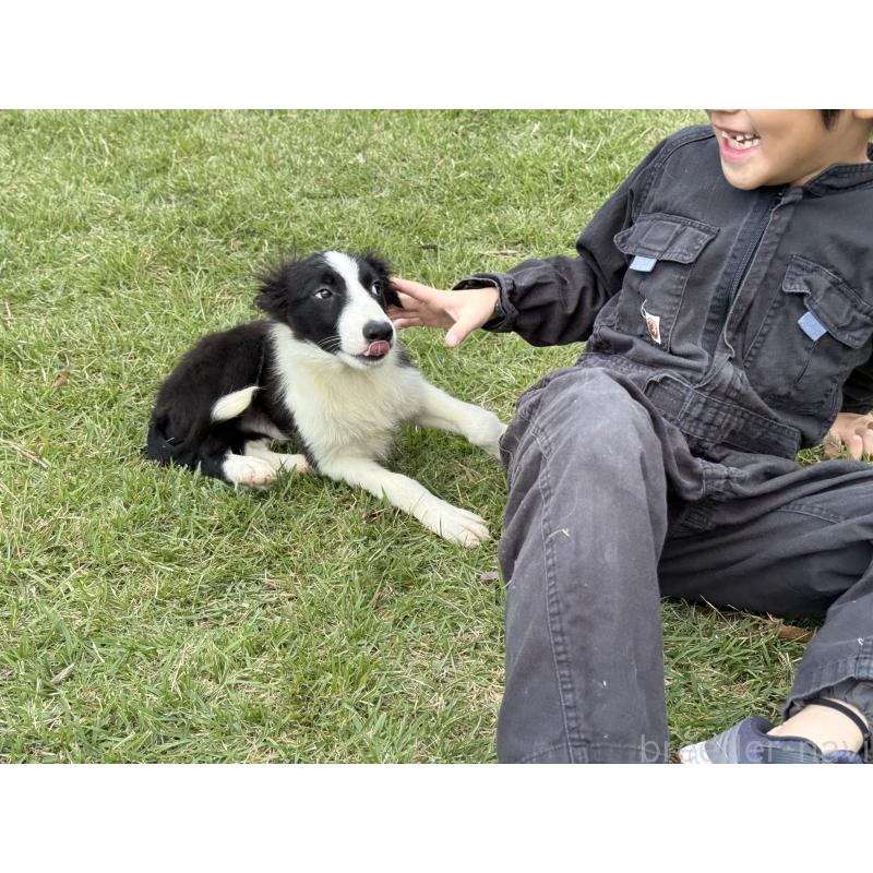 販売中の鹿児島県のボーダーコリー-399581の6枚目