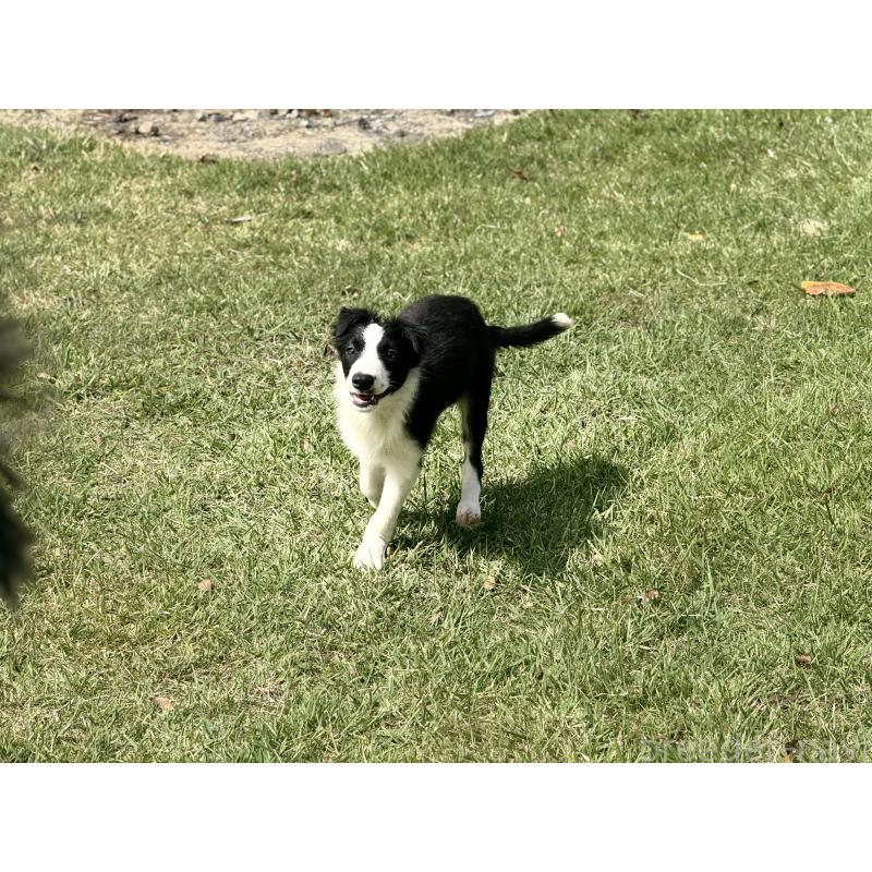 販売中の鹿児島県のボーダーコリー-399581の5枚目
