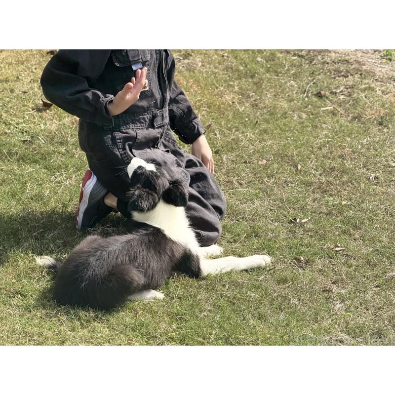 販売中の鹿児島県のボーダーコリー-399581の4枚目