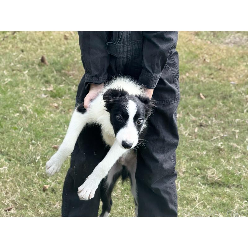 販売中の鹿児島県のボーダーコリー-399581の3枚目