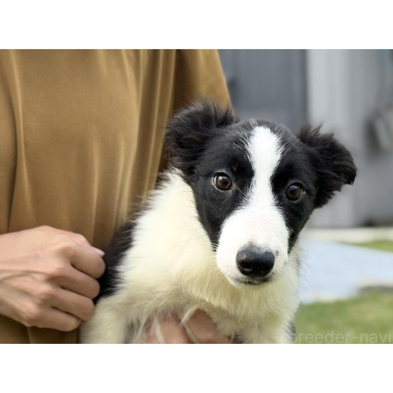 販売中の鹿児島県のボーダーコリー-399581の2枚目