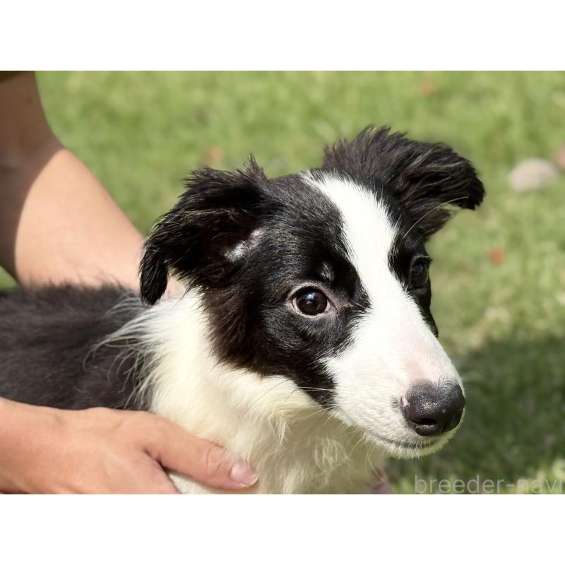 販売中の鹿児島県のボーダーコリー-410207の7枚目