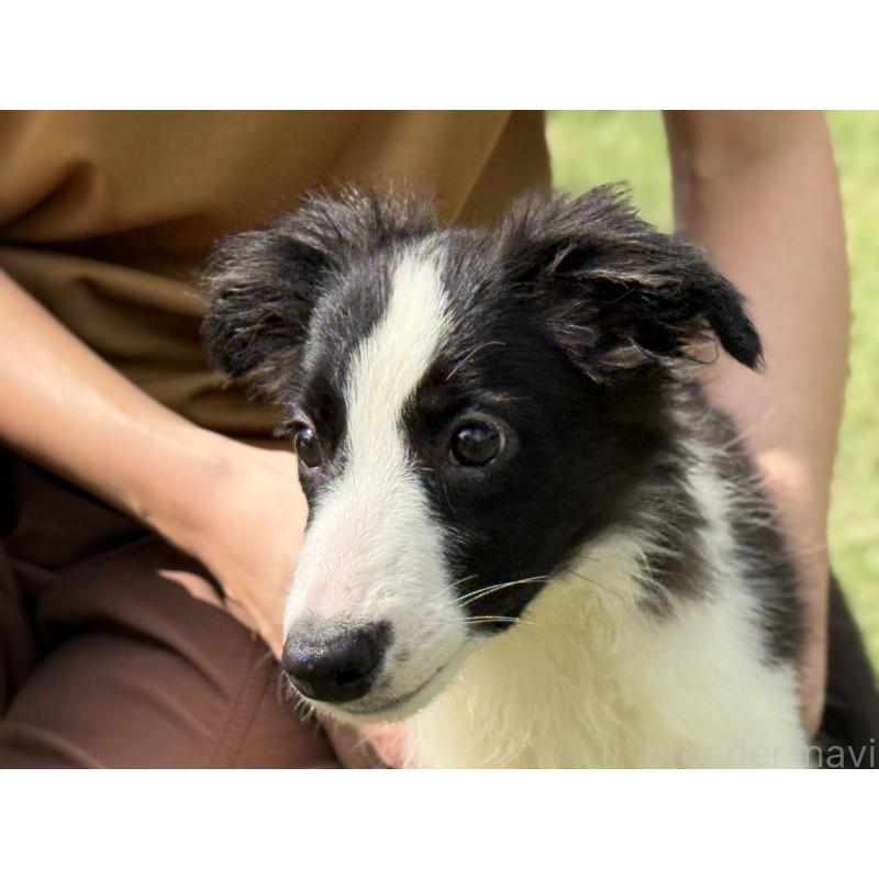 販売中の鹿児島県のボーダーコリー-410207の6枚目