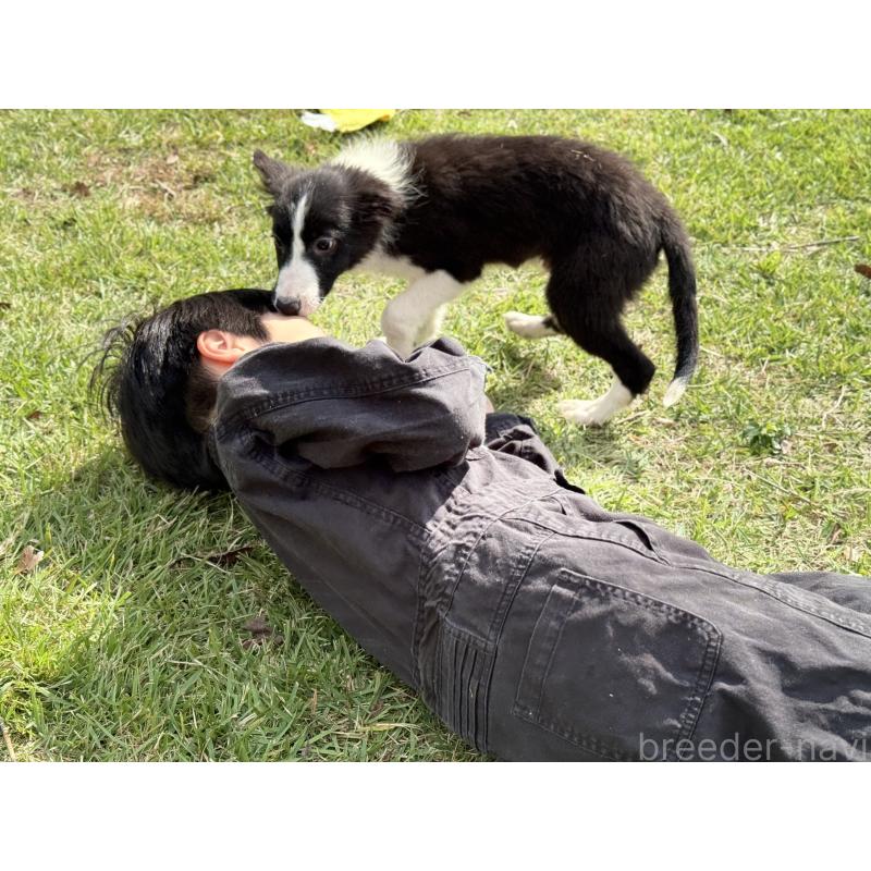 販売中の鹿児島県のボーダーコリー-410207の5枚目