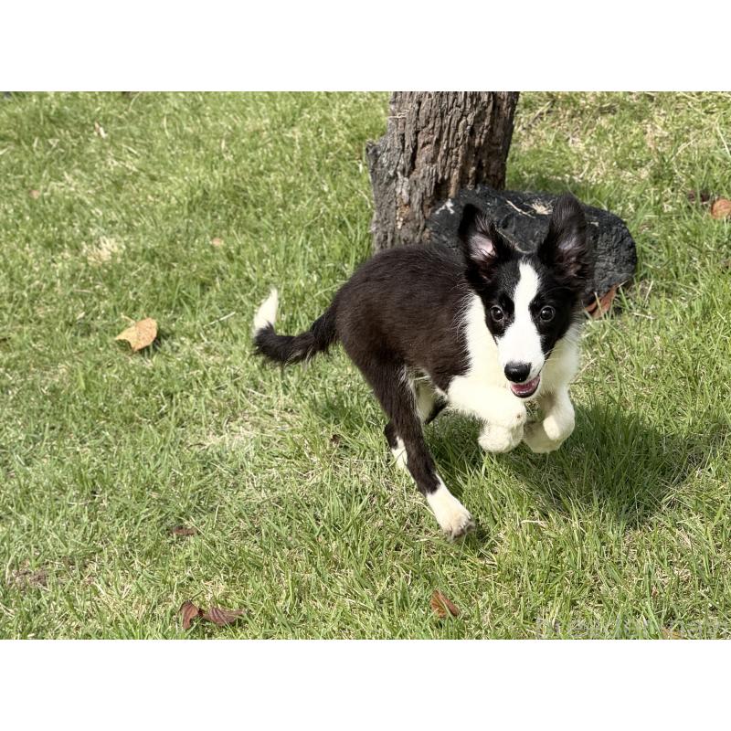 販売中の鹿児島県のボーダーコリー-410207の4枚目