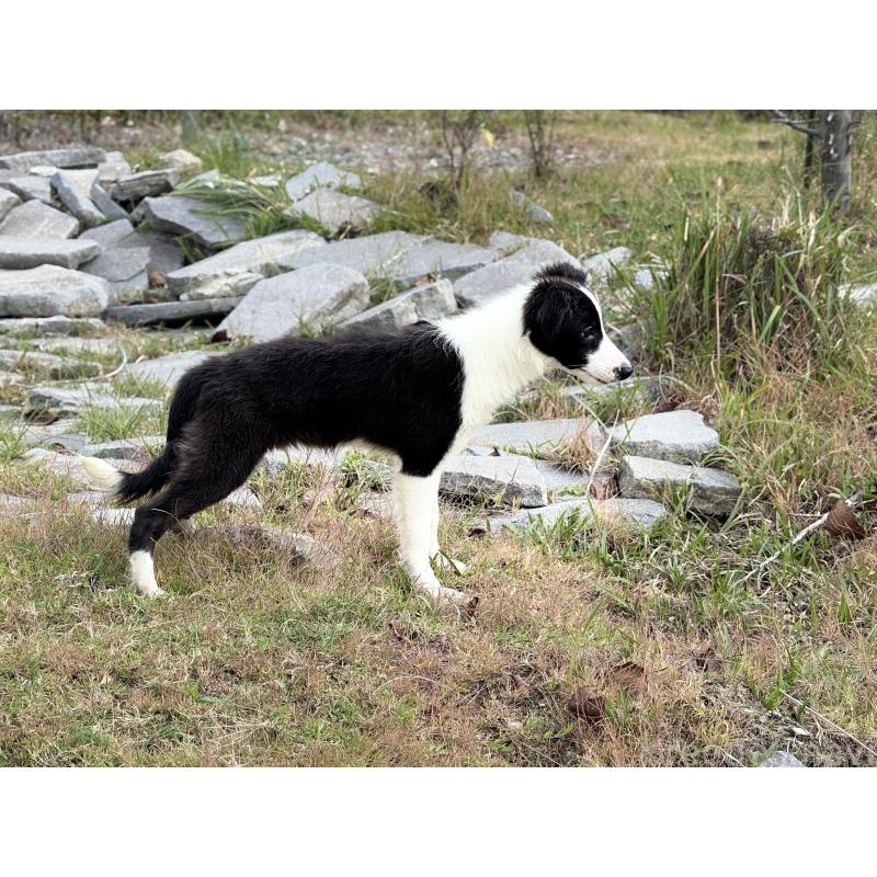 販売中の鹿児島県のボーダーコリー-410207の3枚目