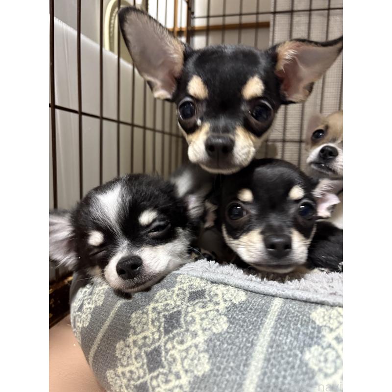 販売中の広島県のチワワ(スムースコート)-424943の2枚目