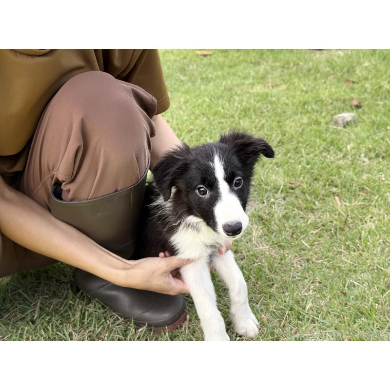 販売中の鹿児島県のボーダーコリー-410209の5枚目