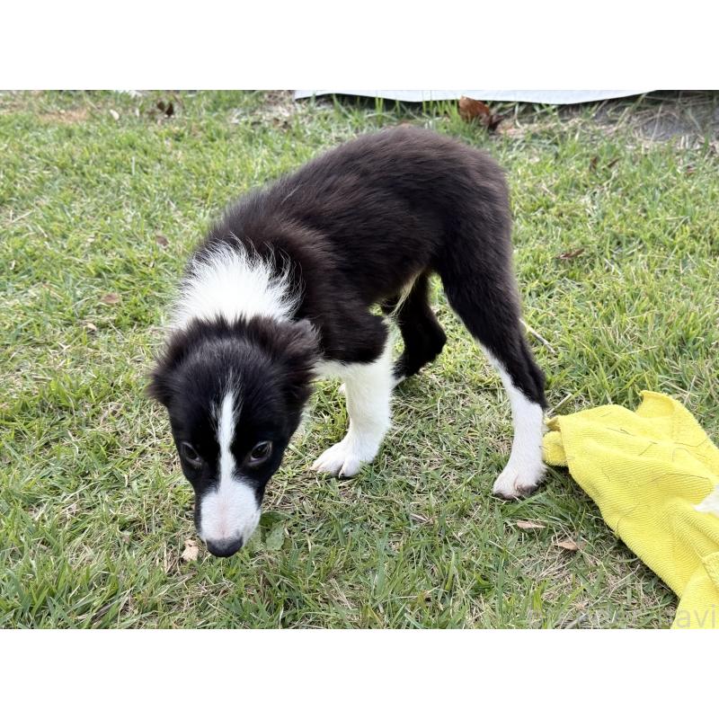 販売中の鹿児島県のボーダーコリー-410209の4枚目