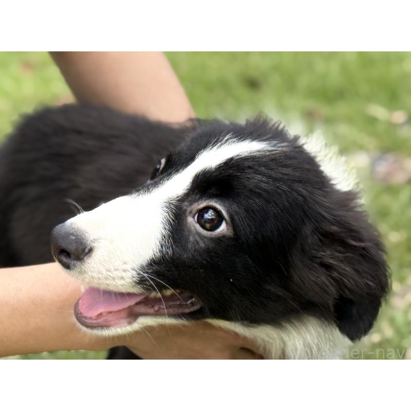 販売中の鹿児島県のボーダーコリー-410209の3枚目