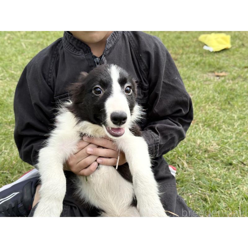 販売中の鹿児島県のボーダーコリー-410209の2枚目