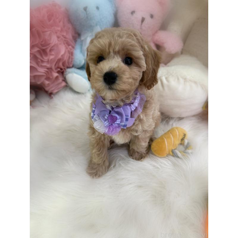 販売中の香川県のビションプー:ビションフリーゼ×トイプードル-417286の7枚目