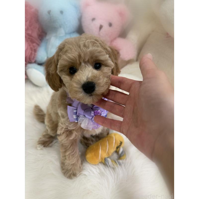 販売中の香川県のビションプー:ビションフリーゼ×トイプードル-417286の6枚目