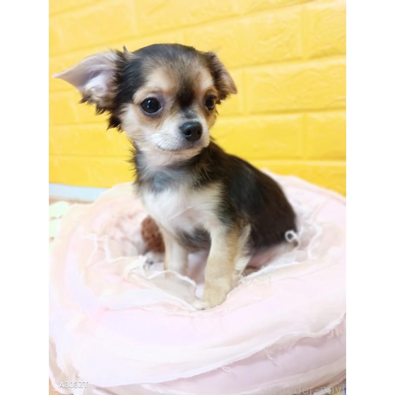 販売中の千葉県のチワワ(ロングコート)-404130の13枚目