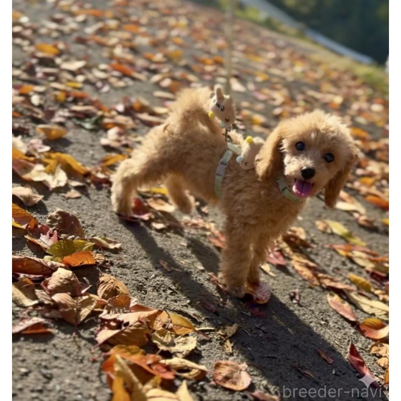 販売中の岩手県のタイニープードル-418600の2枚目