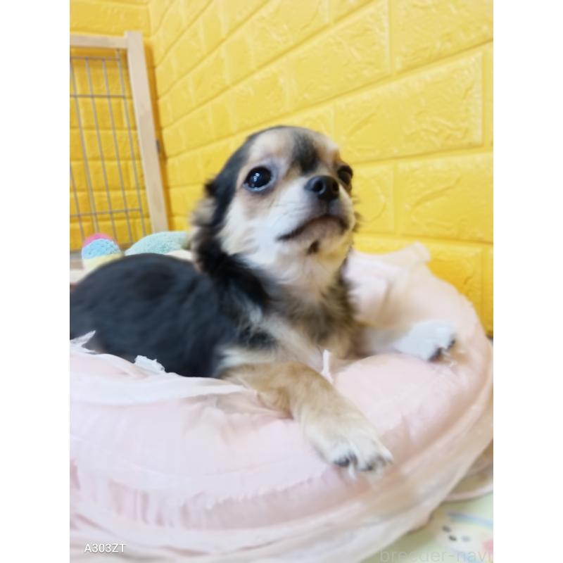 販売中の千葉県のチワワ(ロングコート)-404130の12枚目