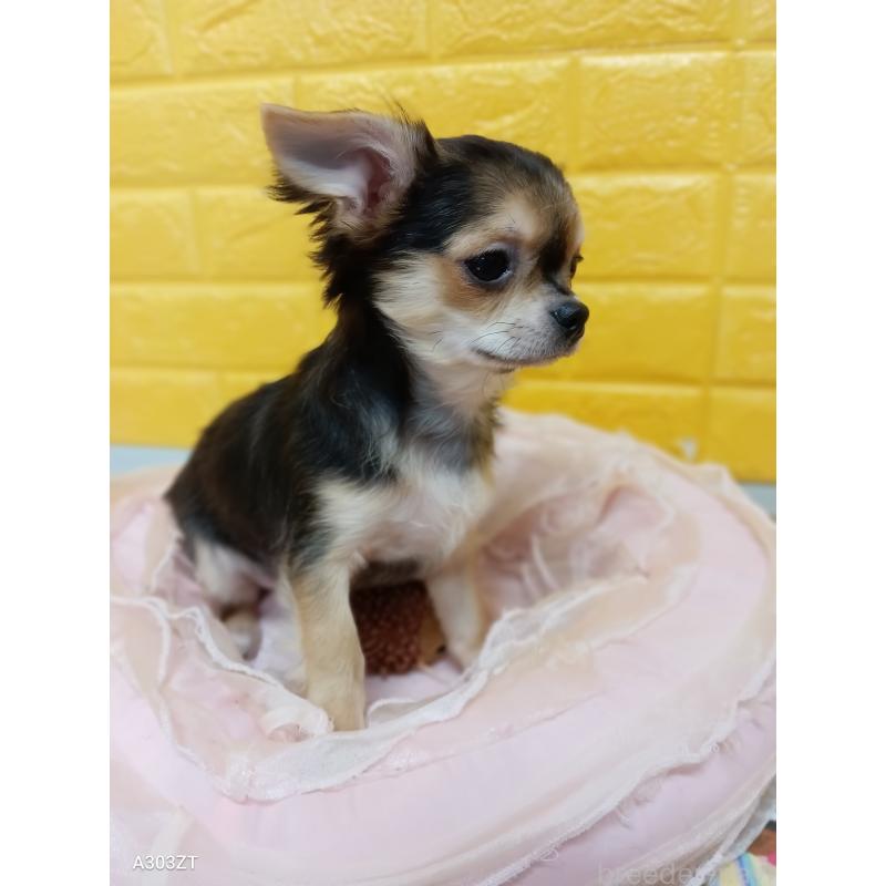 販売中の千葉県のチワワ(ロングコート)-404130の11枚目