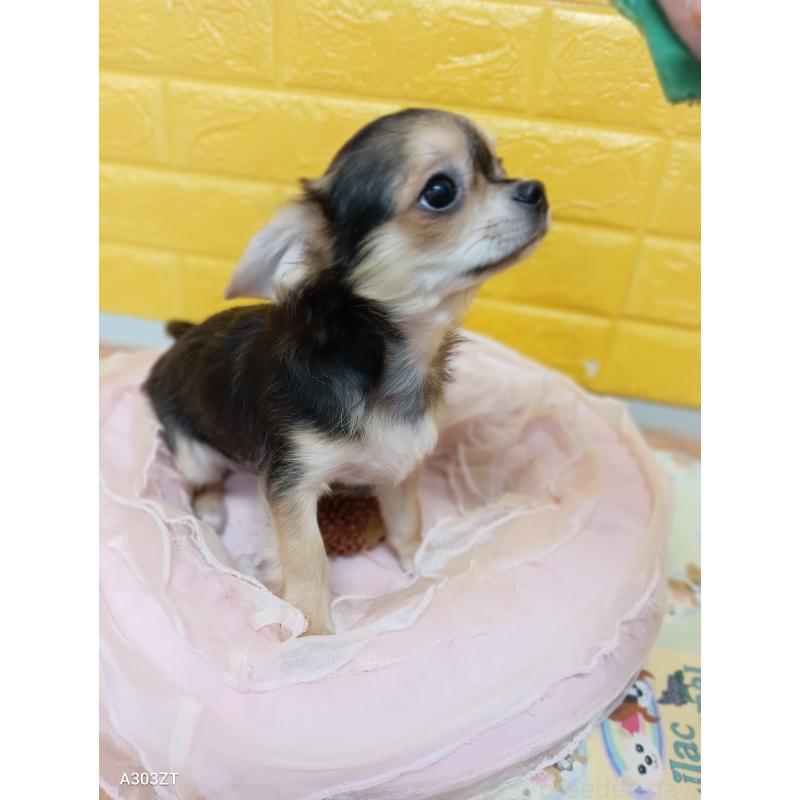 販売中の千葉県のチワワ(ロングコート)-404130の10枚目