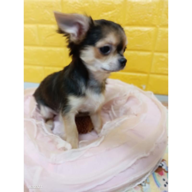 販売中の千葉県のチワワ(ロングコート)-404130の9枚目