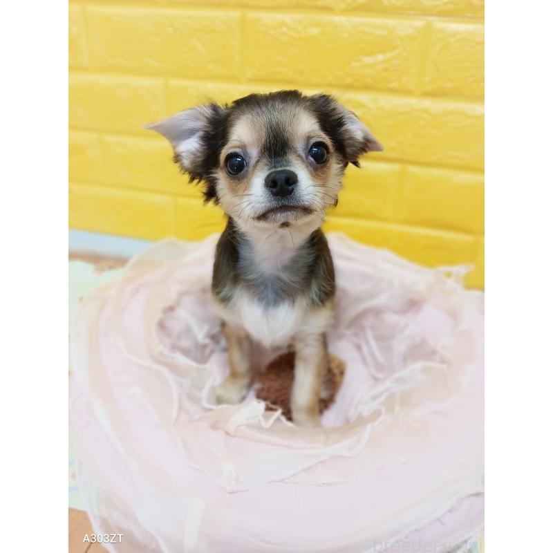 販売中の千葉県のチワワ(ロングコート)-404130の8枚目