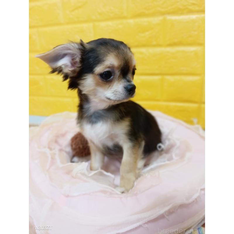 販売中の千葉県のチワワ(ロングコート)-404130の7枚目