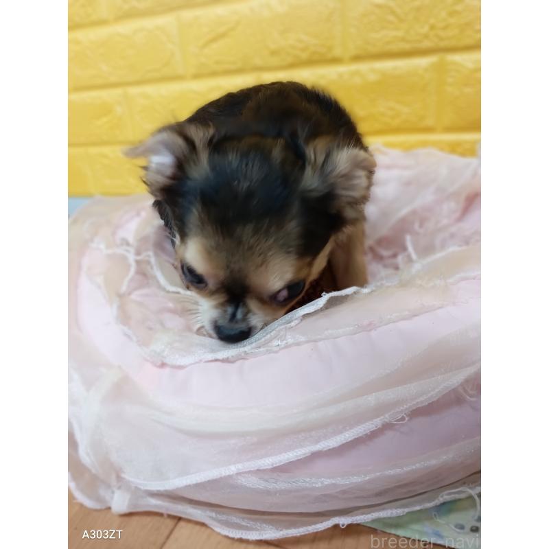 販売中の千葉県のチワワ(ロングコート)-404130の6枚目