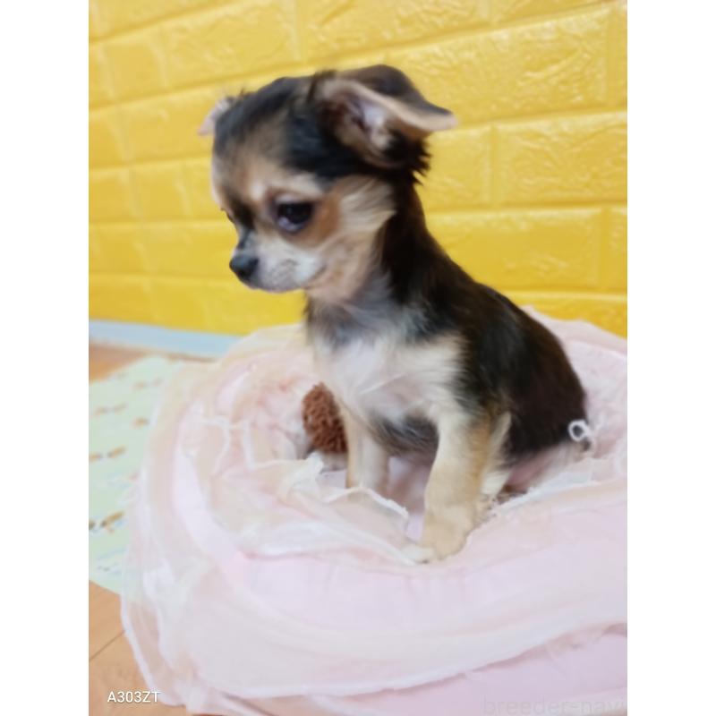 販売中の千葉県のチワワ(ロングコート)-404130の5枚目