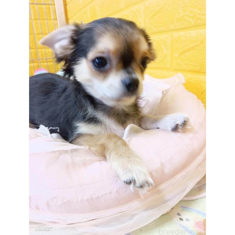 販売中の千葉県のチワワ(ロングコート)-404130の4枚目