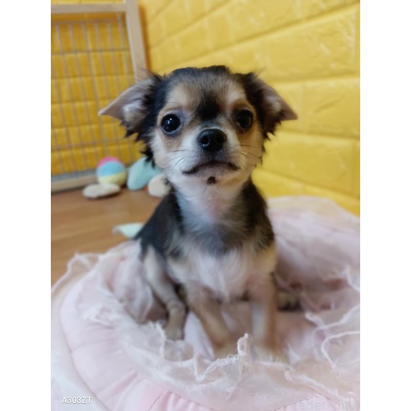 販売中の千葉県のチワワ(ロングコート)-404130の3枚目